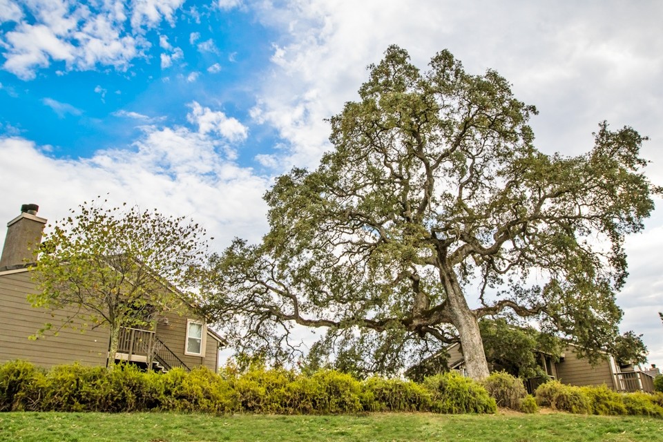 Lake Forest Apartments, El Dorado Hills - (see reviews, pics & AVAIL)